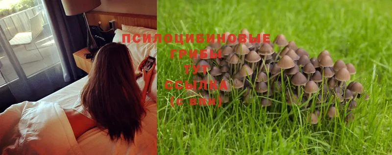 Галлюциногенные грибы Magic Shrooms  OMG рабочий сайт  Стрежевой 